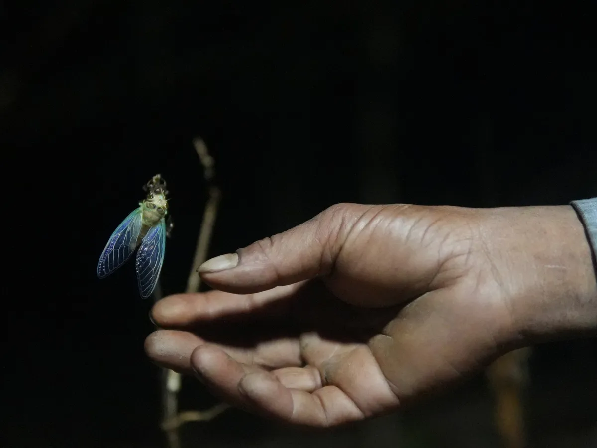 ကမ္ဘာ့ဖလားပိုးတောင်မာ - လေးနှစ်တစ်ကြိမ်သာ ပေါ်လာတတ်သည့် အိန္ဒိယနိုင်ငံ၏ ရှားပါးအင်းဆက်