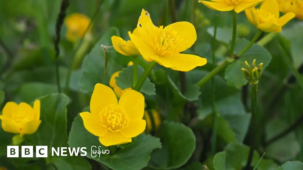 မေ ၂၄ ရက်သတင်းအနှစ်ချုပ်- Climate Change က ကမ္ဘာ့အပင်တွေ ရှင်သန်ရေးကို ခြိမ်းခြောက်