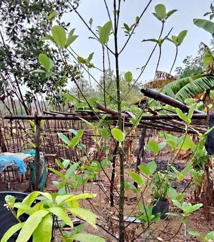 ဘိန်းစာရွက်ပြုတ်ရည် ထိန်းချုပ်နိုင်ရန် ထိုင်းအစိုးရက ပိုမိုတင်းကျပ်မည်