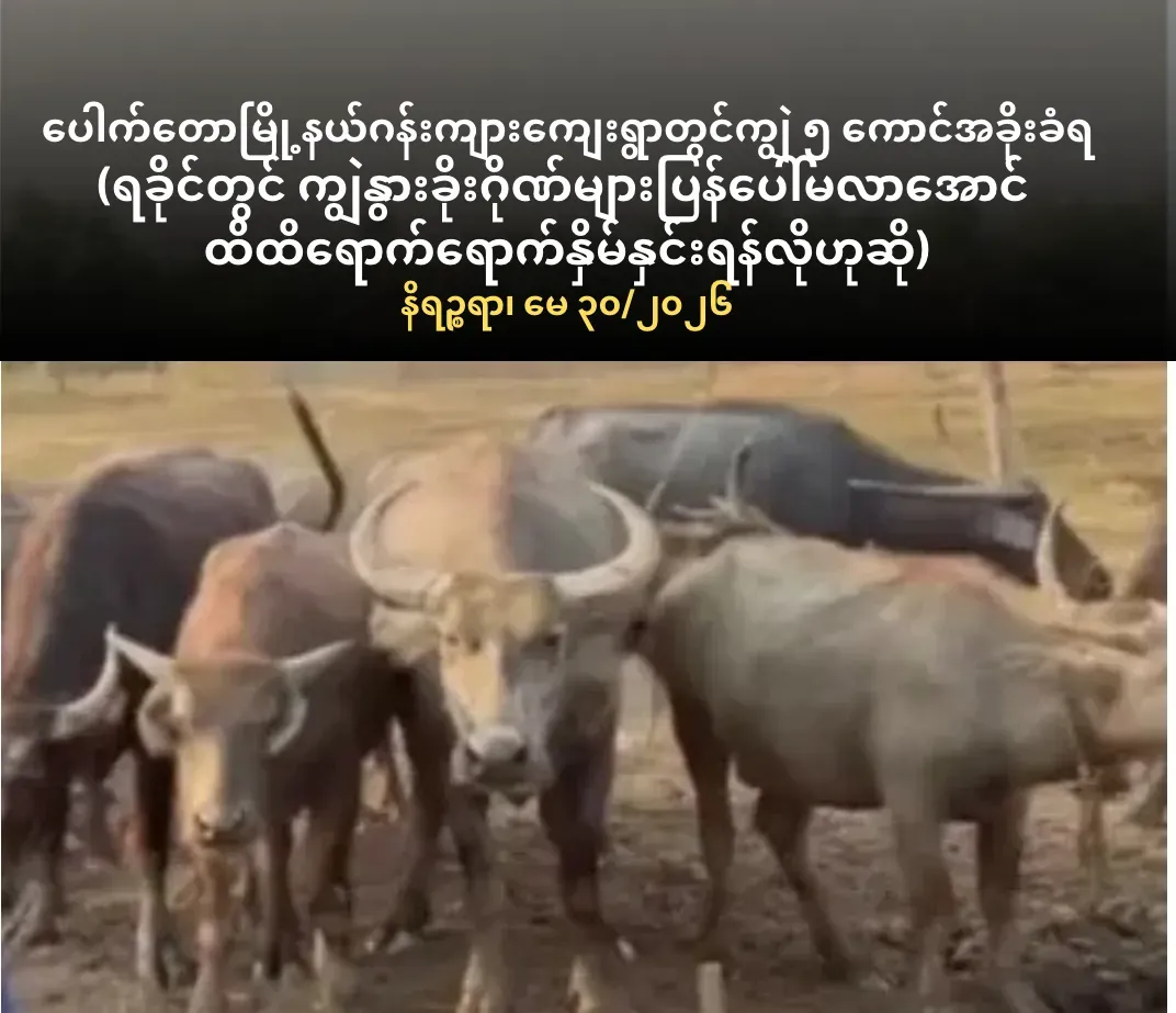 ပေါက်တောမြို့နယ်ဂန်းကျားကျေးရွာတွင်ကျွဲ ၅ ကောင်အခိုးခံရ