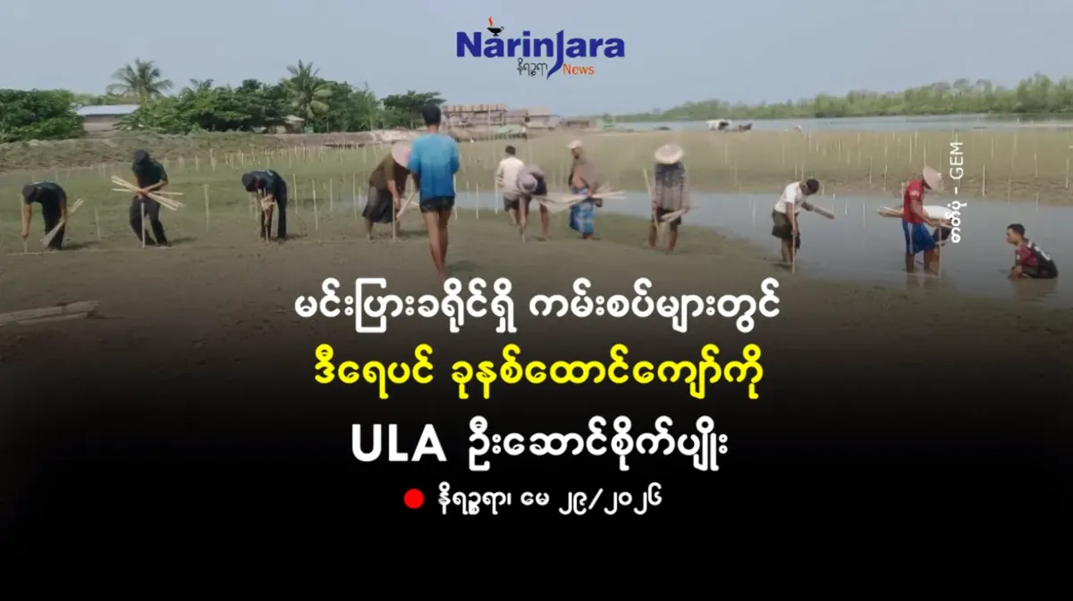 မင်းပြားခရိုင်ရှိ ကမ်းစပ်များတွင် ဒီရေပင် ခုနစ်ထောင်ကျော်ကို ULA ဦးဆောင်စိုက်ပျိုး