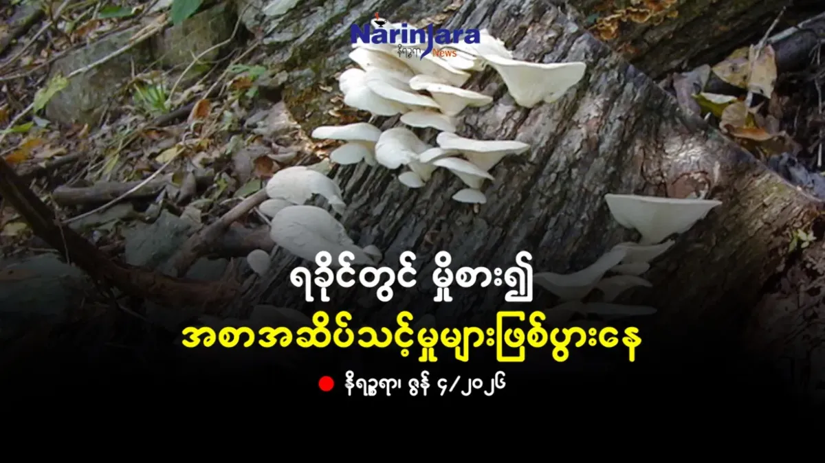 ရခိုင်တွင် မှိုစား၍ အစာအဆိပ်သင့်မှုများဖြစ်ပွားနေ
