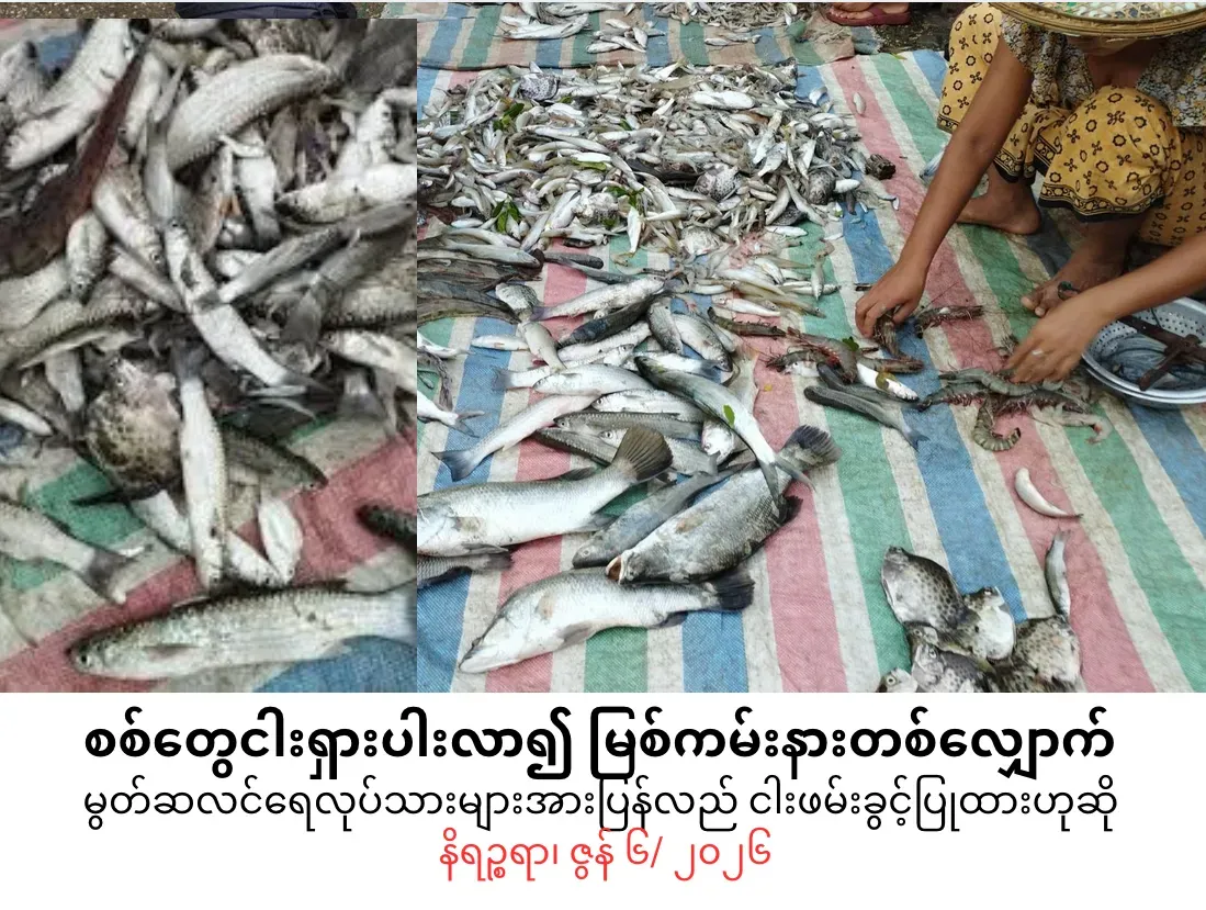 စစ်တွေငါးရှားပါးလာ၍ မြစ်ကမ်းနားတစ်လျှောက် မွတ်ဆလင်ရေလုပ်သားများအား ပြန်လည်ငါးဖမ်းခွင့်ပြုထားဟုဆို
