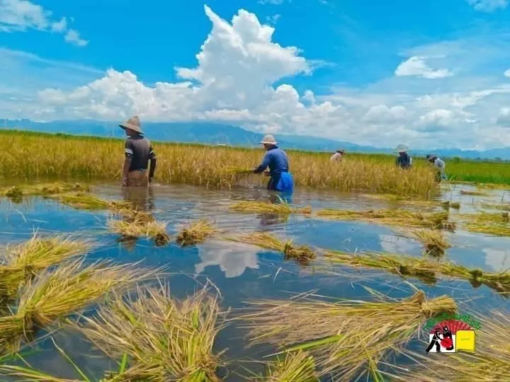 ပုံးအင်းဒေသ ဆန်စပါးဈေးနှုန်း ကျဆင်း၊လယ်သမားများ အရှုံးပေါ်နေ